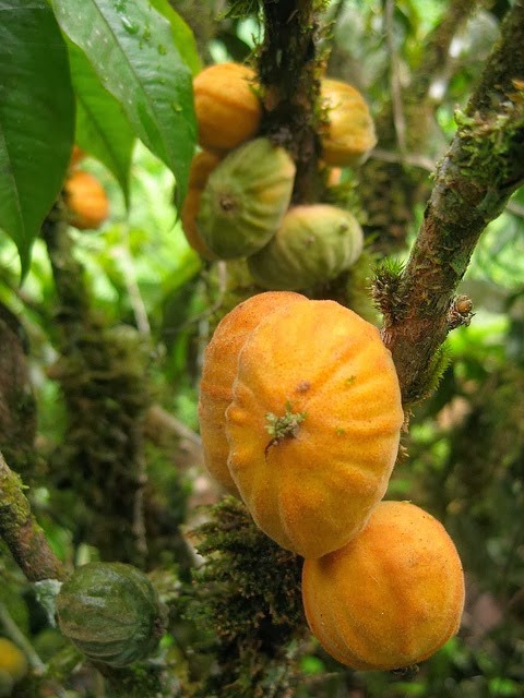 [Mulchi%255B3%255D.jpg]