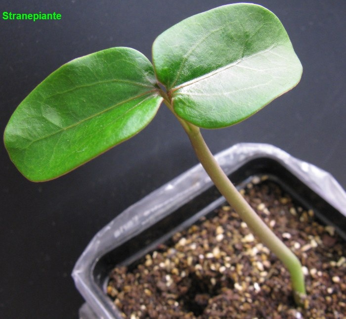 [jatropha%2520podagrica%2520cotiledoni%255B2%255D.jpg]