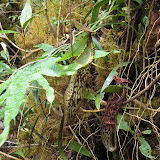 Pitcher plants on Sibuatan (Daniel Quinn, August 2011)