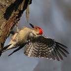 Woodpeckers