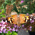 Painted Lady Butterfly