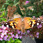 Painted Lady Butterfly