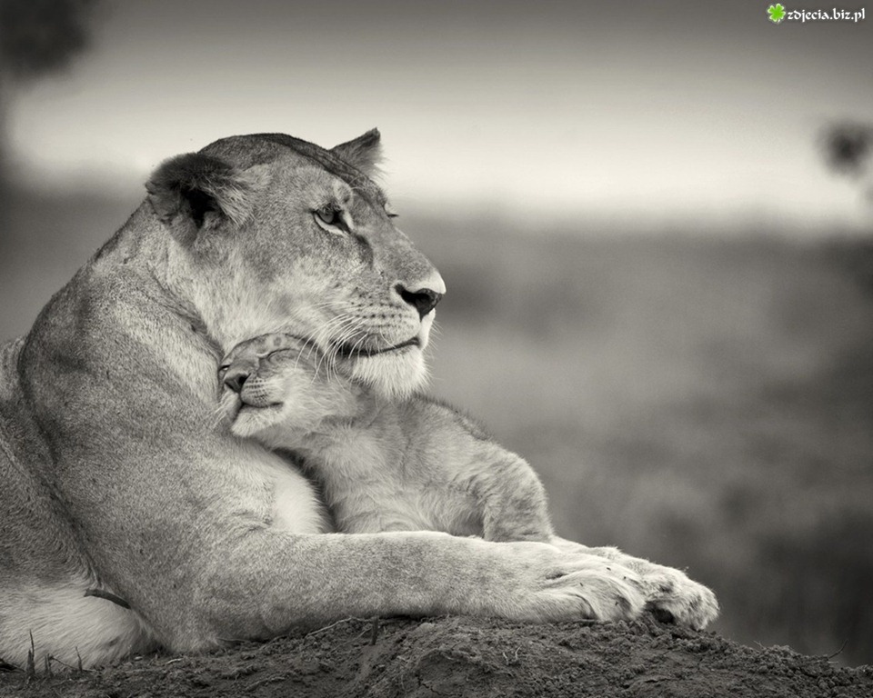 [Lion-Mother-Love-Protection%255B1%255D.jpg]