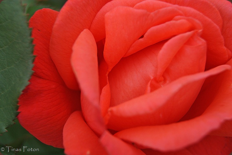 SONY DSC