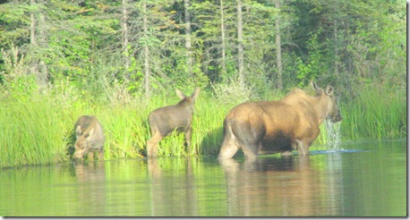 Moose # 6-7-8   45.5Mi.Pond 8-3-2011 8-54-37 PM 2700x1442
