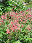 Geum triflorum, also known as prairie smoke, has a really unusual flower and great color. It is not at all typical of Geum, and if the word 