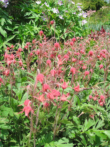Geum triflorum, also known as prairie smoke, has a really unusual flower and great color. It is not at all typical of Geum, and if the word 