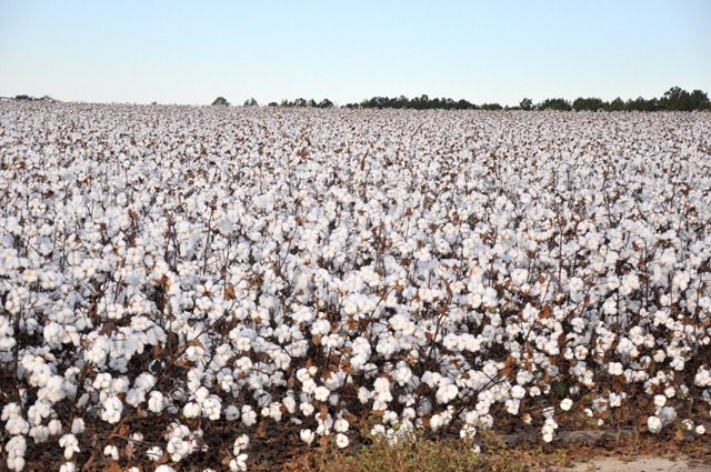 [new%2520farm%2520cotton%25202012%2520%252850%2529%255B4%255D.jpg]