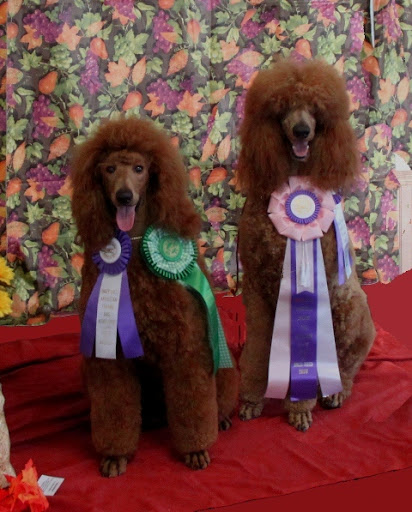 Crystal Avon's standard poodles, Dare and Finnegan, compete in many dog shows