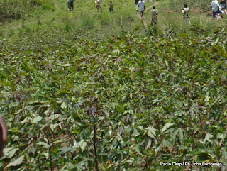 Un champ de maniocs à l’Est de la RDC. Radio Okapi/ Ph. John Bompengo