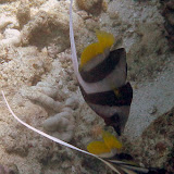 Beautiful Fish With Streaming Top Fins - Noumea, New Caledonia