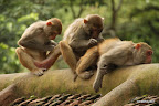 Three monkies