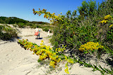 Goldenrod blooms everywhwere