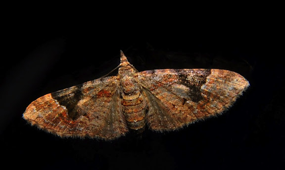 Geometridae d'Australie orientale (N.S.W.) - Geometridae : Larentiinae : Eupitheciini : Mnesiloba eupitheciata WALKER, 1863. Umina Beach (NSW, Australie), 4 octobre 2011. Photo : Barbara Kedzierski