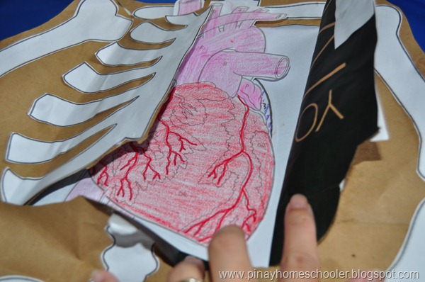 Internal Organs of the Human Body | The Pinay Homeschooler