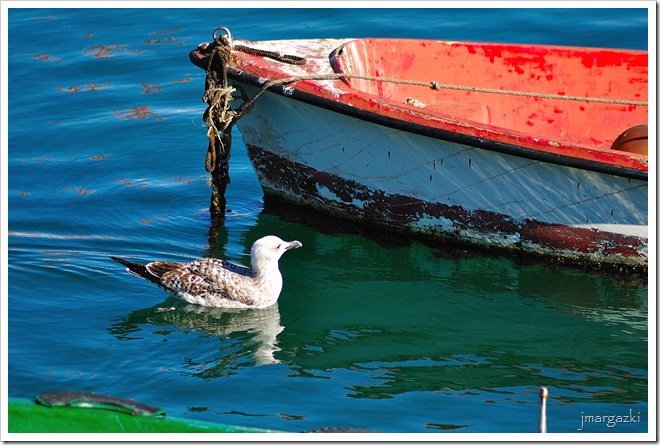 DSC_7488 DSC_7488