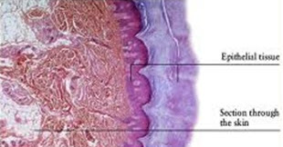 epithelial tissue quiz epithelial tissue quiz
