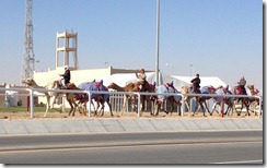 camel training camel training