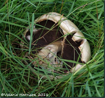 10-mushroom