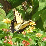 Butterfly.
