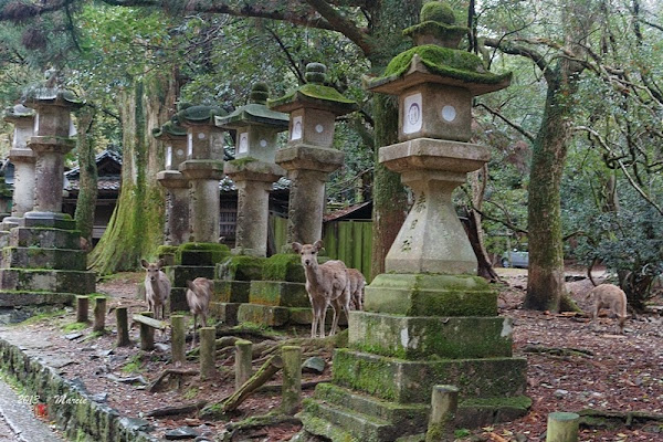 奈良 春日大社&奈良公園(なら)