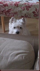 IMG_2417 IMG_2417