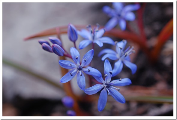 scilla spring