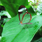 Glasswing butterfly