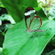 Glasswing butterfly