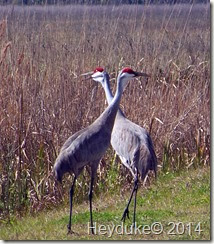 Barr Hammock Preserve 029