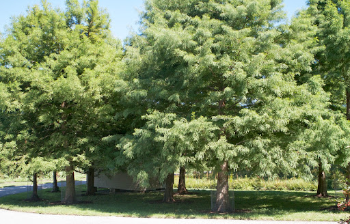 Sharkey, let's go explore beneath the grove of bald cypress trees where the little basket storage house stands. Don't you just love their fluffy foliage? Sharkey, let's go explore beneath the grove of bald cypress trees where the little basket storage house stands. Don't you just love their fluffy foliage?