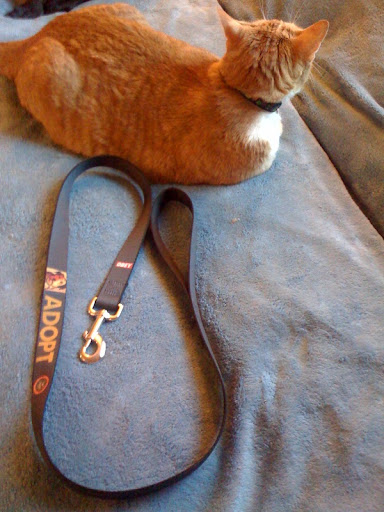 When he realized it was a dog leash.... he lost interest and turned his nose up at the whole leash concept to begin with!