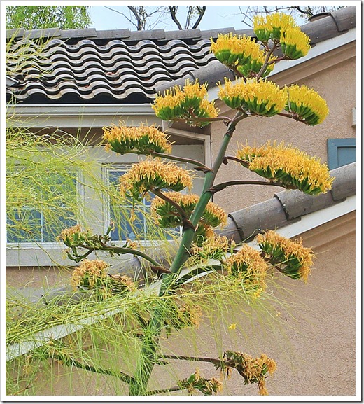 130625_flowering-Agave-parryi_04