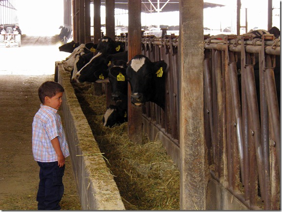 papi with cows