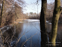 staw obok rz. Głównej staw obok rz. Głównej