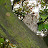 Puszczyk (Strix aluco), fot. M. Kowalski