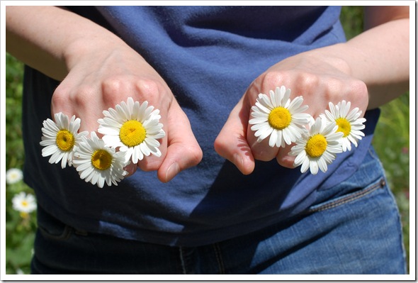 daisy