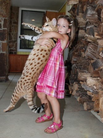 [Savannah%2520Cat%255B2%255D.jpg]