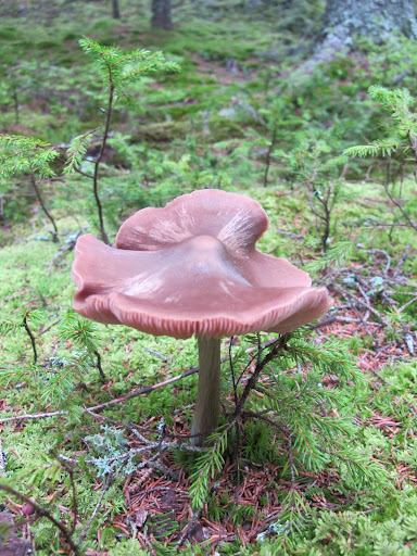 This one looks like it's dancing!  Just look and do not touch!  That book said that many mushrooms can be mind altering or deadly!  We don't need that!  Let's settle for a photo.