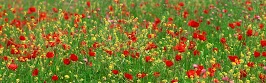 flower panoram_nebesnoe.info_10.jpg
