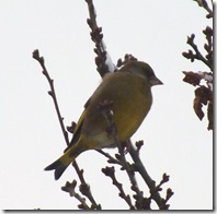siskin (2)