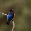 Scarlet-bellied Mountain Tanager
