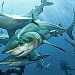 Oceanic black tip sharks