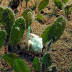 Mini frogfish (Dauin, Negros)