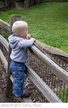 'Toby Fence' photo (c) 2011, Chris - license: http://creativecommons.org/licenses/by-sa/2.0/