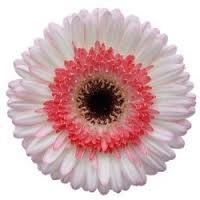 [daisy%255B3%255D.jpg]
