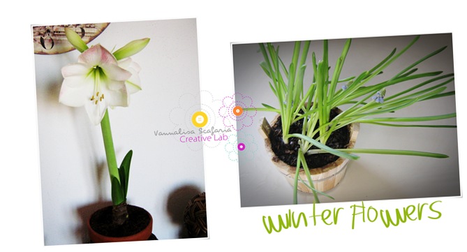 bulbs_vannalisascafaria_growing_with_love3