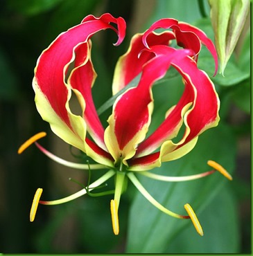 Gloriosa Lily