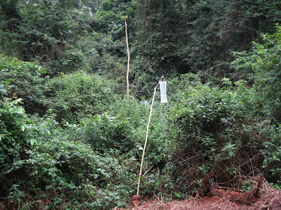 Atewa Range Forest Reserve (Ghana), 8 janvier 2006. Photo : J. F. Christensen