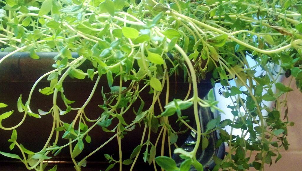 [WP_20130811_004%255B4%255D.jpg]